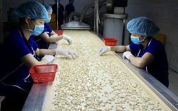 Ngành điều đặt mục tiêu xuất khẩu ở mức 3,1 tỷ USD