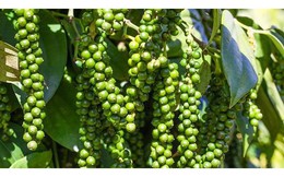 Thị trường nông sản ngày 1/3: Giá tiêu nội địa giảm nhẹ, cà phê cao nhất 47.200 đồng/kg