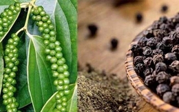 Giá tiêu trong nước đang dần phục hồi