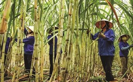 Triển vọng "ngọt ngào" cho doanh nghiệp mía đường nội địa