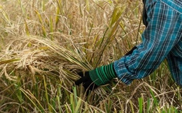 Giá gạo ở châu Á tăng cao nhất 15 năm