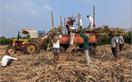 Sau gạo, Ấn Độ chuẩn bị cấm xuất khẩu đường