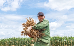 Trồng "Hạt vàng thế kỷ 21" theo cách chỉ có ở Việt Nam, nông hộ thu 400 triệu đồng/ha/năm
