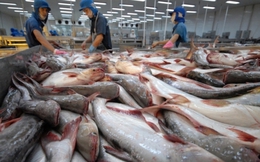 Trung Quốc chiếm gần 27% tổng giá trị xuất khẩu cá tra của Việt Nam trong 10 tháng