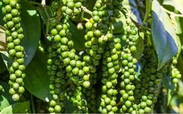 Hồ tiêu Việt Nam lập kỷ lục xuất khẩu
