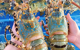 Nhiều cơ hội cho tôm Việt Nam tại thị trường Trung Quốc