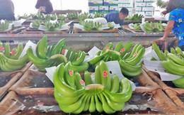 Chuối Việt Nam đang đứng trước cơ hội lớn để nâng tầm giá trị xuất khẩu
