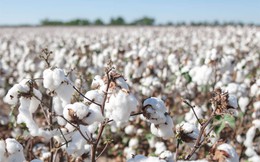 Nhập khẩu bông từ Mỹ chiếm gần 47% tổng lượng nhập khẩu