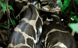 Phát hiện "như khoa học viễn tưởng" về kích thước khủng của loài trăn Anaconda