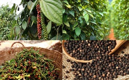Xuất khẩu hồ tiêu Việt Nam được dự báo tiếp tục duy trì xu hướng tích cực trong năm 2026