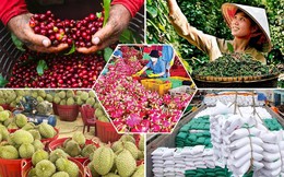 Năm 2025, số lần cảnh báo đối với nông sản Việt Nam tại thị trường EU giảm mạnh