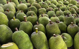 Quả mít Việt Nam sẽ được phép xuất khẩu chính ngạch sang Trung Quốc