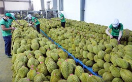 11 tháng, xuất khẩu rau quả dự báo đạt hơn 7,8 tỷ USD