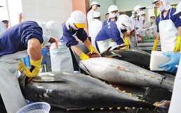 Nhiều tiềm năng cho cá ngừ Việt Nam tại thị trường Hà Lan