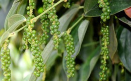 Hạt tiêu Việt Nam lập kỷ lục mới, 11 tháng thu về hơn 1,5 tỷ USD