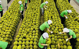 Tháng 5, xuất khẩu rau quả ước đạt 496 triệu USD, giảm 35,5%