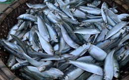 Loại cá "béo" giúp giảm mỡ máu, giàu omega-3 hơn cả cá hồi, giá rẻ bán la liệt chợ Việt