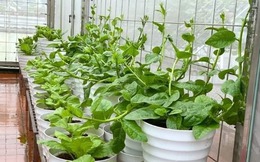 Rau dại một thời giờ là "vua mùa hè", nhà nào cũng đua nhau trồng, chẳng cần chăm vẫn xanh um