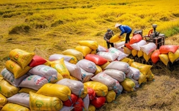 Giá gạo xuất khẩu bình quân 5 tháng đầu năm 2025 giảm 18,7%