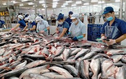 Xuất khẩu cá tra sụt giảm mạnh nhất trong nhóm chủ lực