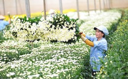 Xuất khẩu hoa và lá cây mang về hơn 43 triệu USD cho Việt Nam
