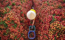 Xuất khẩu vải thiều đạt một cột mốc ấn tượng
