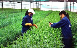 Hà Nội: Bứt phá từ nông nghiệp công nghệ cao