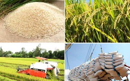 Thủ tướng chỉ đạo có giải pháp để gạo Việt giữ vị trí xuất khẩu thứ hai thế giới