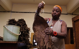 Một mặt hàng đóng góp lớn vào GDP của Cuba khiến thế giới "mê như điếu đổ", hơn 150 nước đặt mua