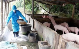 Hà Nội ban hành công điện phòng, chống Dịch tả lợn châu Phi