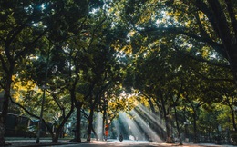 Hà Nội: Cần những giải pháp căn cơ để bảo đảm an toàn cây xanh đô thị