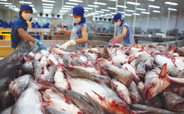 Ngành cá tra Việt Nam tiếp tục ghi nhận tín hiệu tích cực