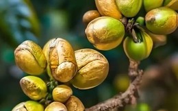 Nông dân có thể đổi đời từ loại hạt "245 tỷ USD": Bí quyết nằm ở chỗ "trồng dưới bóng râm"
