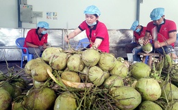 Dừa dẫn đầu nhóm rau quả nhập khẩu khi kim ngạch tăng gần 20 lần