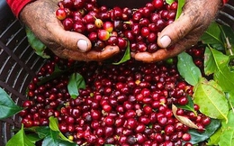 Xuất khẩu cà phê đạt 6,42 tỷ USD trong 8 tháng