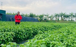 Câu chuyện khởi nghiệp từ cây dược liệu