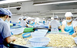 Công nghệ tạo bước ngoặt xuất khẩu cho ngành hạt điều Việt Nam