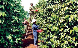 Năm 2025, xuất khẩu hạt tiêu và gia vị lần đầu vượt 2,12 tỷ USD