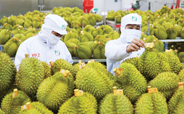 Truy xuất nguồn gốc: Chìa khóa giảm ùn ứ sầu riêng tại cửu khẩu