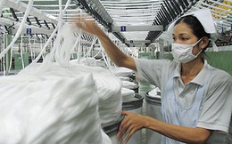 Việt Nam nhập khẩu hơn 1,7 triệu tấn bông trong năm 2025