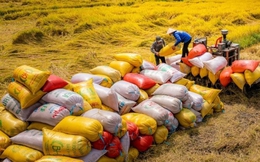 Năm 2026 dự kiến có khoảng 7,73 triệu tấn gạo hàng hóa phục vụ cho xuất khẩu