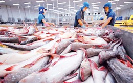 Xuất khẩu cá tra năm 2025 cán đích gần 2,2 tỷ USD