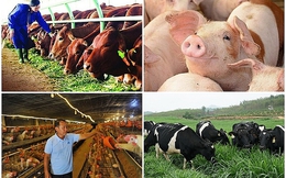 Xuất khẩu sản phẩm chăn nuôi năm 2025 tăng 17,4%