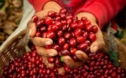 Nửa đầu tháng 1/2026, Việt Nam thu về 433,3 triệu USD từ xuất khẩu cà phê