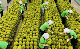 Năm 2025, sầu riêng chiếm hơn 45% tổng kim ngạch xuất khẩu rau quả Việt Nam