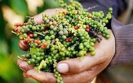 Xuất khẩu hồ tiêu của Việt Nam khởi sắc ngay trong đầu năm 2026