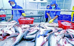 Cơ hội cho cá tra mở rộng trên thị trường quốc tế vào năm 2026