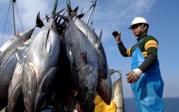 Xuất khẩu cá ngừ sang Canada biến động theo từng tháng