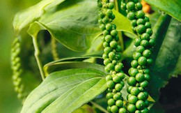Hạt tiêu Việt chiếm hơn 80% lượng nhập khẩu của Mỹ