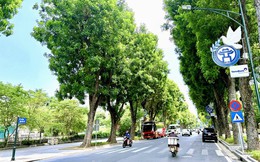 Hà Nội định hướng tổ chức lại hệ thống cây xanh trên các tuyến đường, phố